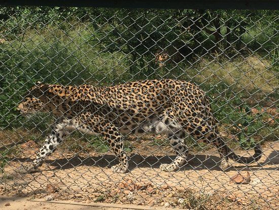 Sajjan Garh Wildlife Sanctuary